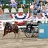 Carriage Barrel Races